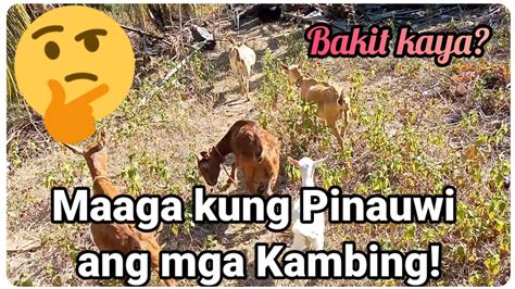 Laking ipinasok sa pekpek .